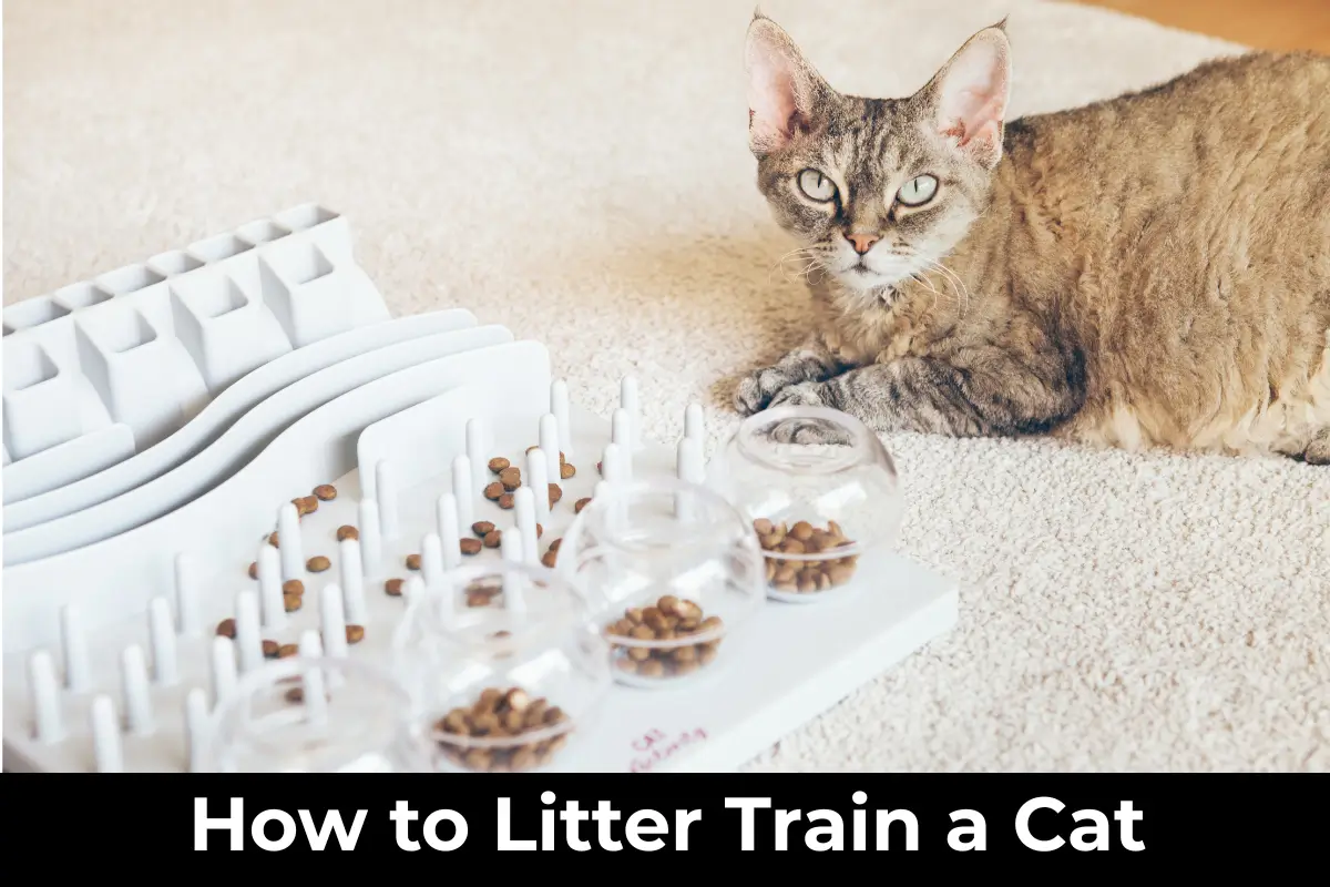 How to Litter Train a Cat