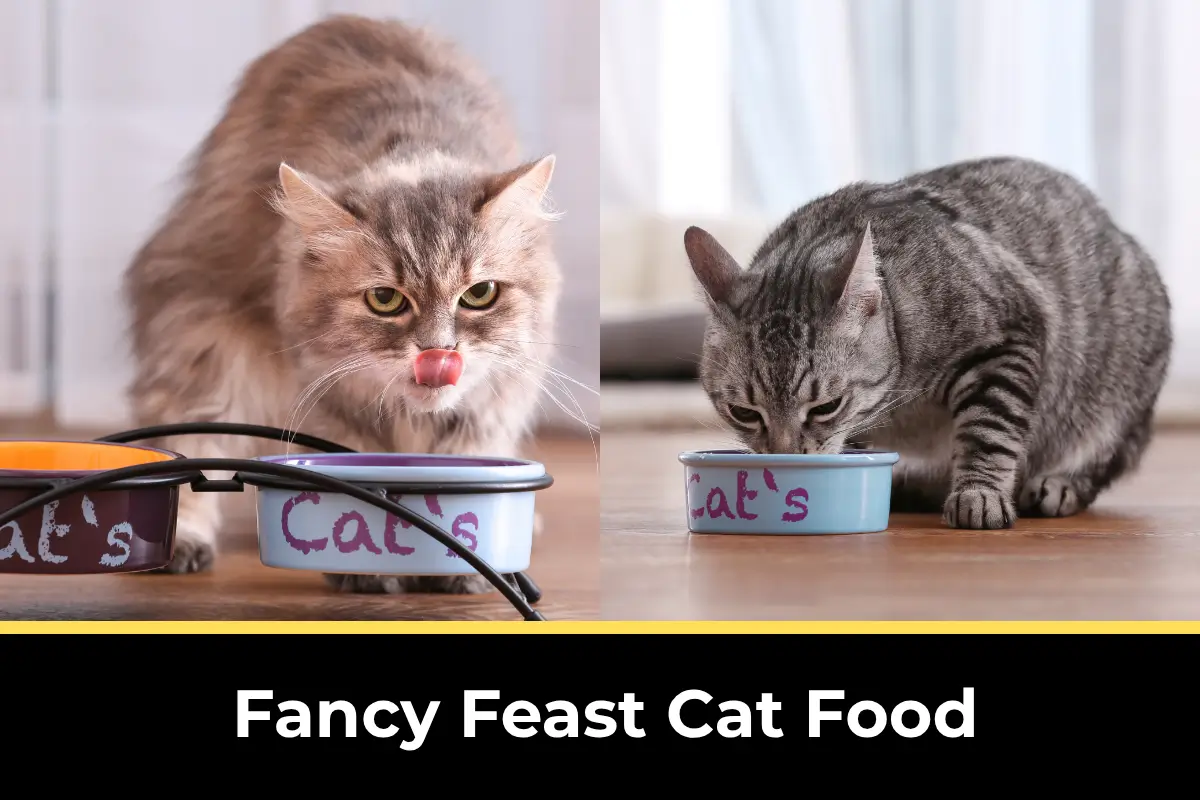 fancy feast cat food,
