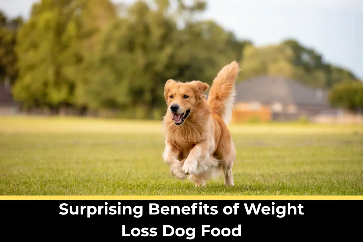 weight loss dog food,