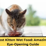 best kitten wet food