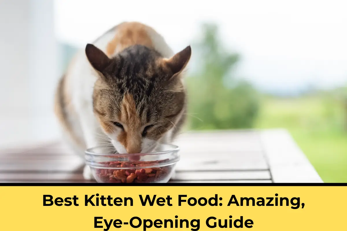 best kitten wet food